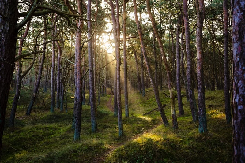 Alternate Reality Forest